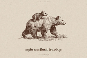 Sepia Woodland Drawings