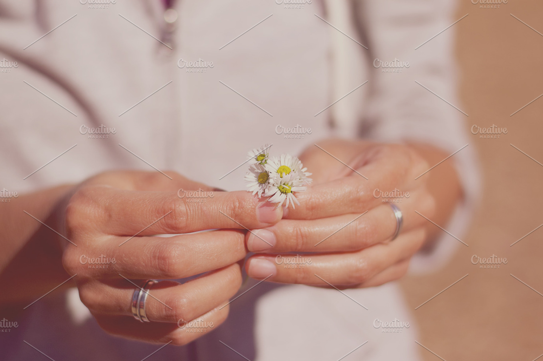 A Bouquet Of Daisies