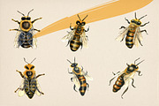 Watercolor honey bees, an Illustration by Onceli*art (Thumbnail 3 of 7)