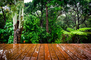 Timber Floor and Jungle, a Nature Photo by THP Creative