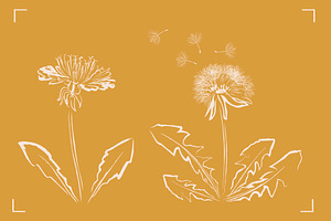 DANDELION LINE ART SET 7 ELEMENTS