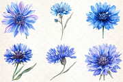 Blue Watercolor Cornflower Clipart, an Illustration by Libby Wishes (Thumbnail 3 of 5)