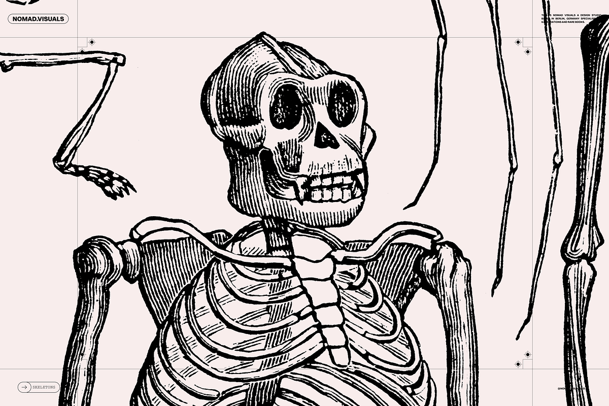Skeletons & Bones, an Animal Illustration by Nomad Visuals (Photo 5 of 15)