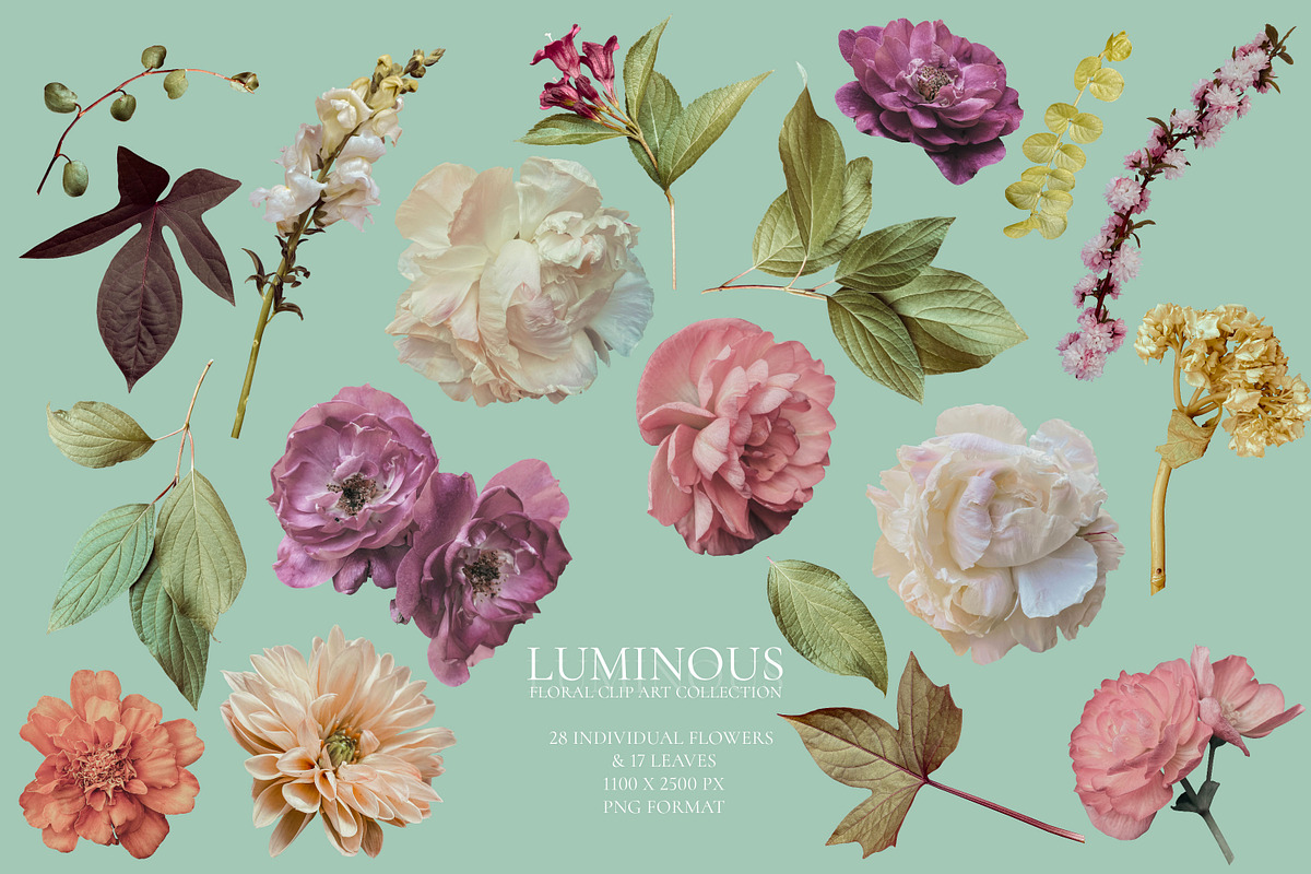 Luminous Floral Clip Art Collection, an Object Graphic by Eclectic Anthology (Photo 15 of 16)