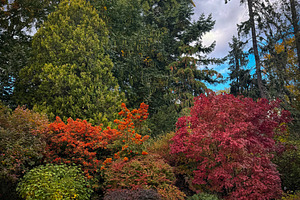 A dense tapestry of trees and shrubs, a Nature Photo by Imaginarium