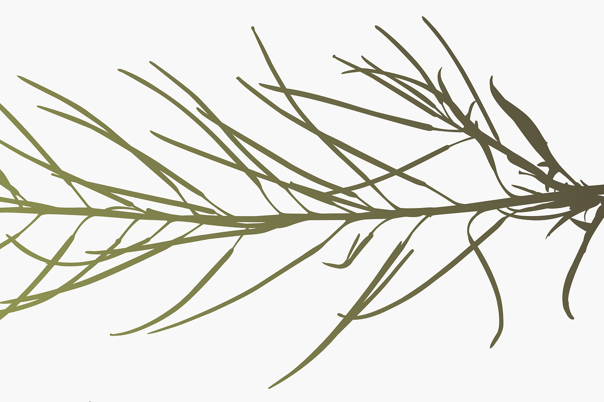 Herbarium: Set 1, a Decorative Illustration by Texture Fabrik (Photo 6 of 19)