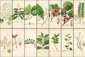 300 Vintage Botanical Illustrations