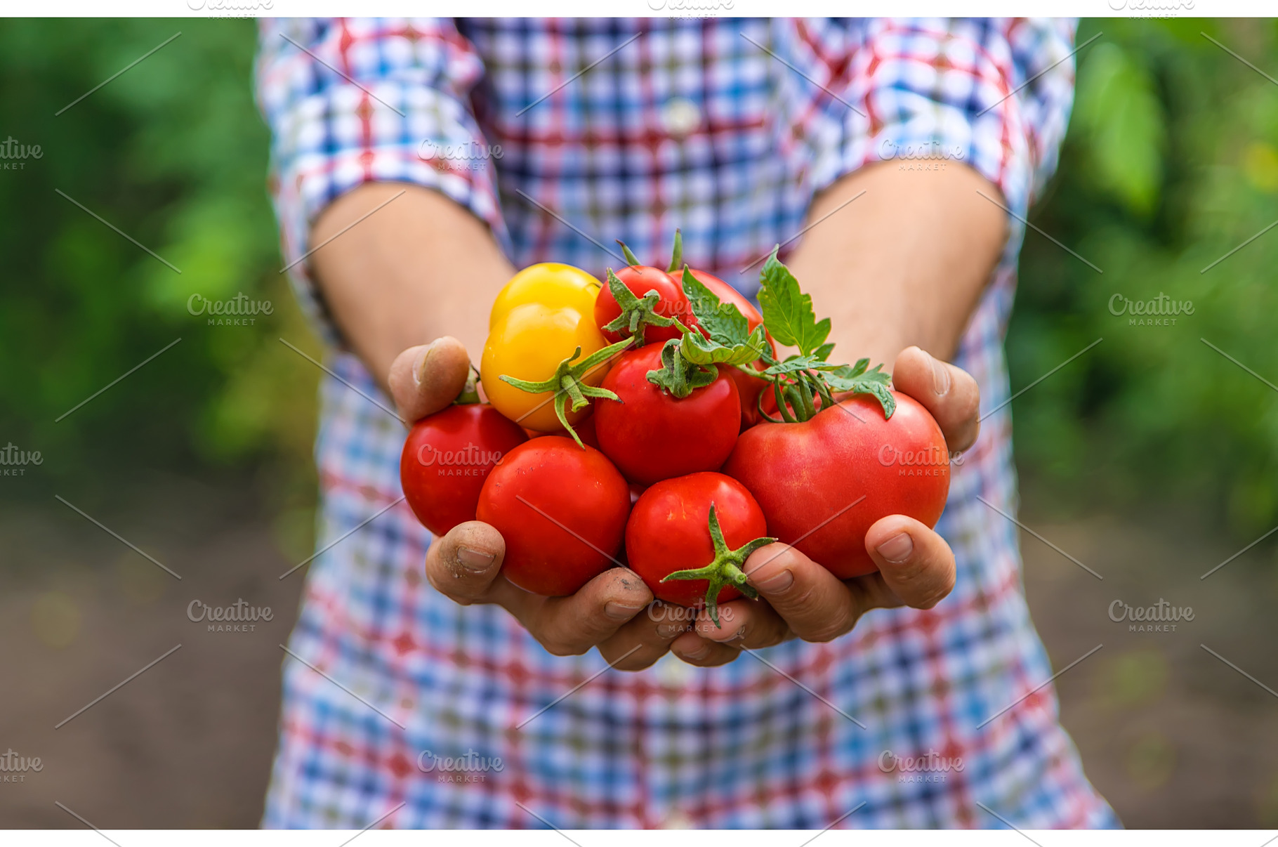 Male farmer harvests tomatoes in the, a Food & Drink Photo by yanadjana