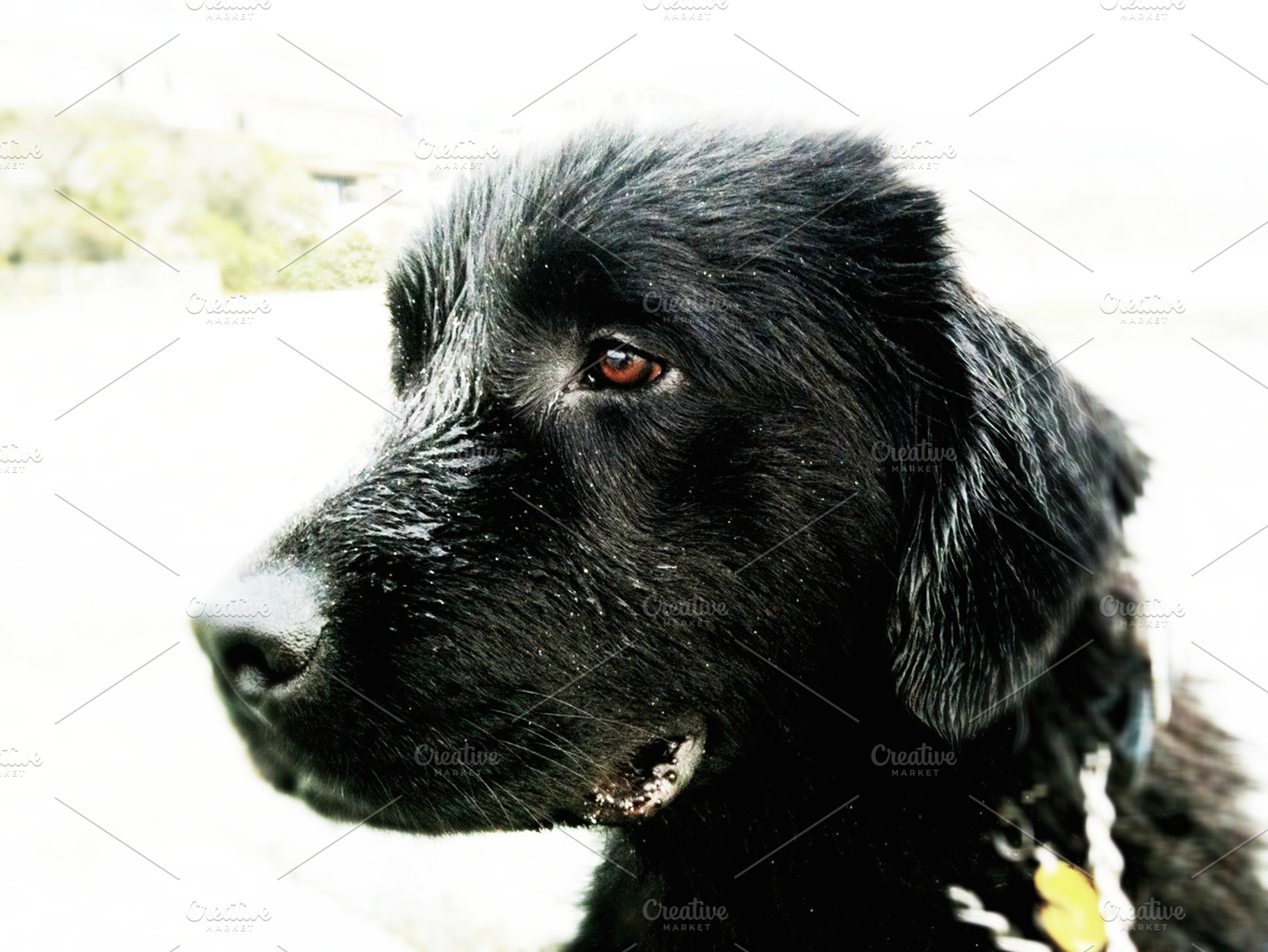 Man's Best Friend
