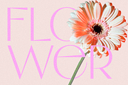 Pink Salt, a Sans Serif Font by Almond Type (Thumbnail 2 of 15)