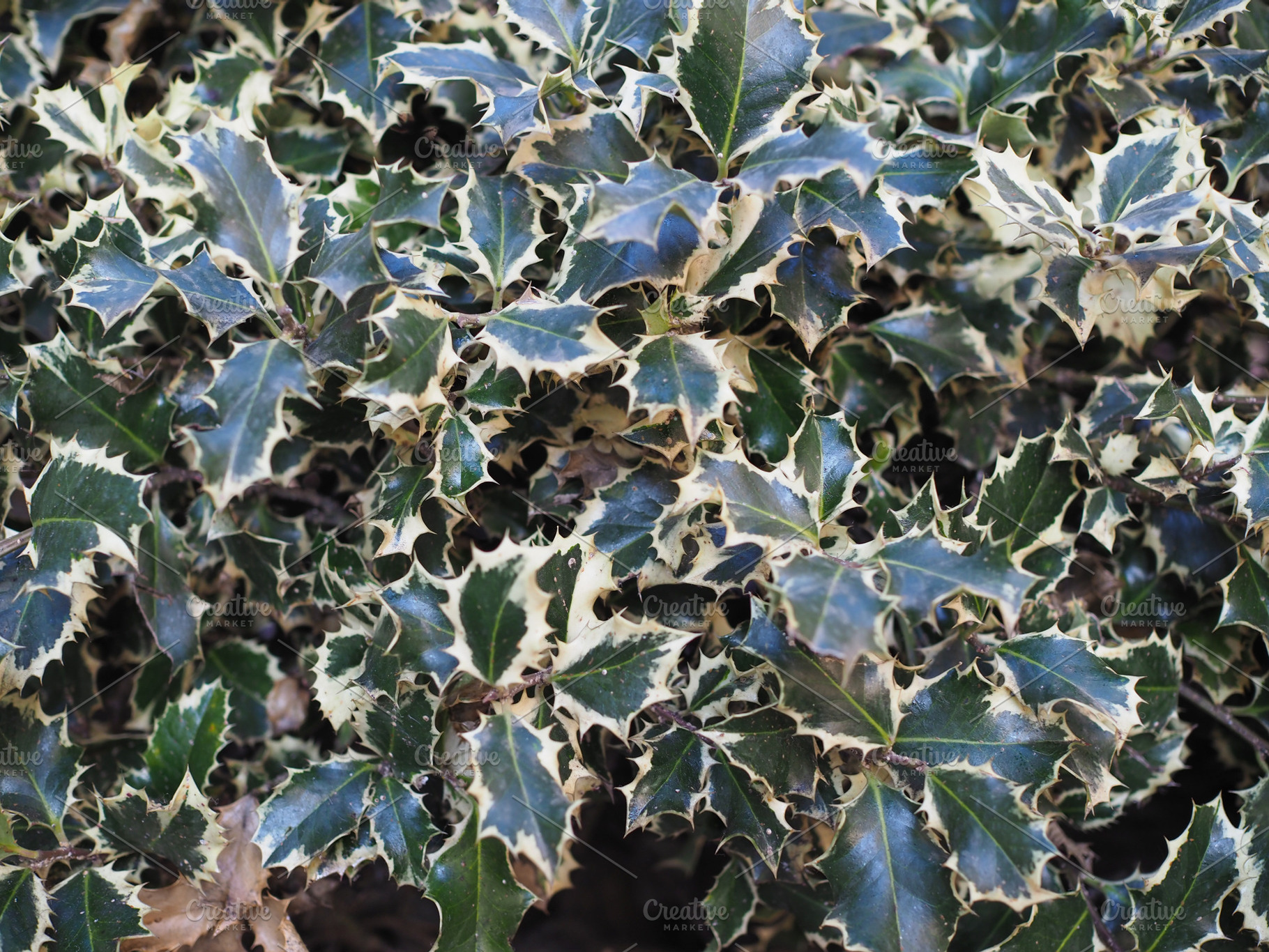 Christmas Holly plant, a Photo by WorldOfPhotos
