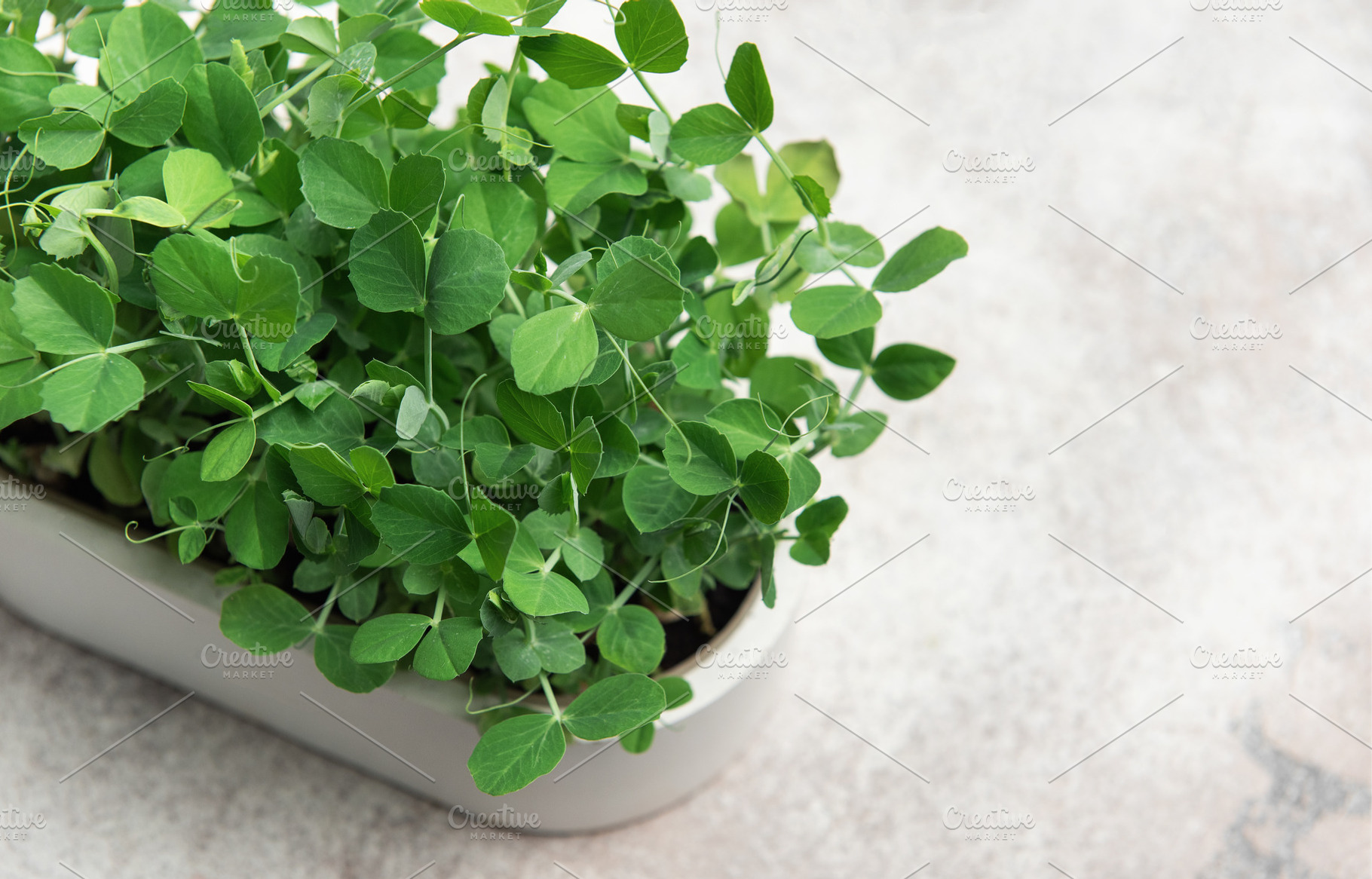 Fresh pea microgreens growing in a pot on a gray background, a Food & Drink Photo by Olena Rudo