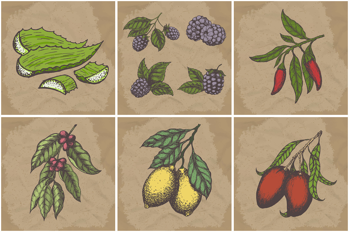Hand drawn vector plants, a Food Illustration by SHom (Photo 14 of 17)