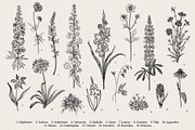 Garden Flowers. Black and white, an Illustration by olga.korneeva (Thumbnail 4 of 5)