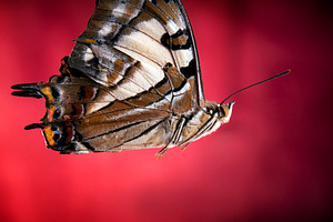 Butterfly, an Animal Photo by THP Creative