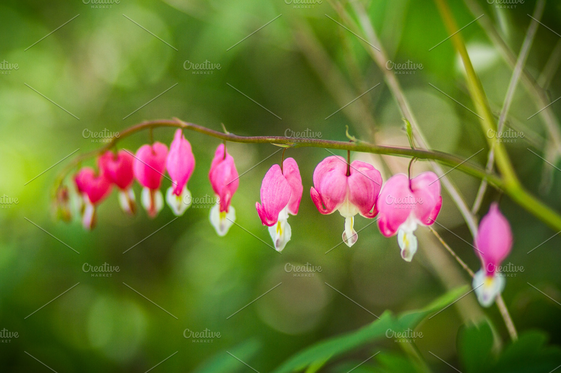 Bleeding hearts 1 stock photograph, a Nature Photo by GB Photographie