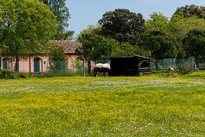 White horse and brown donkey peacefully feeding in the spring fi, an Animal Photo by Bepslabor
