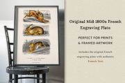 Vintage French Bunny Illustrations, an Animal Illustration by French Kiss Collections (Thumbnail 3 of 12)