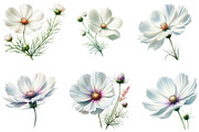 Wedding White Cosmos Flower Clipart, a Decorative Illustration by fashionaddict (Thumbnail 4 of 7)