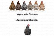 Chicken Breeds Clipart, an Animal Illustration by ColorfulPT (Thumbnail 4 of 7)