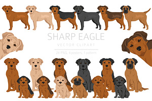 Sharp Eagle. Shar Pei - Beagle Mix