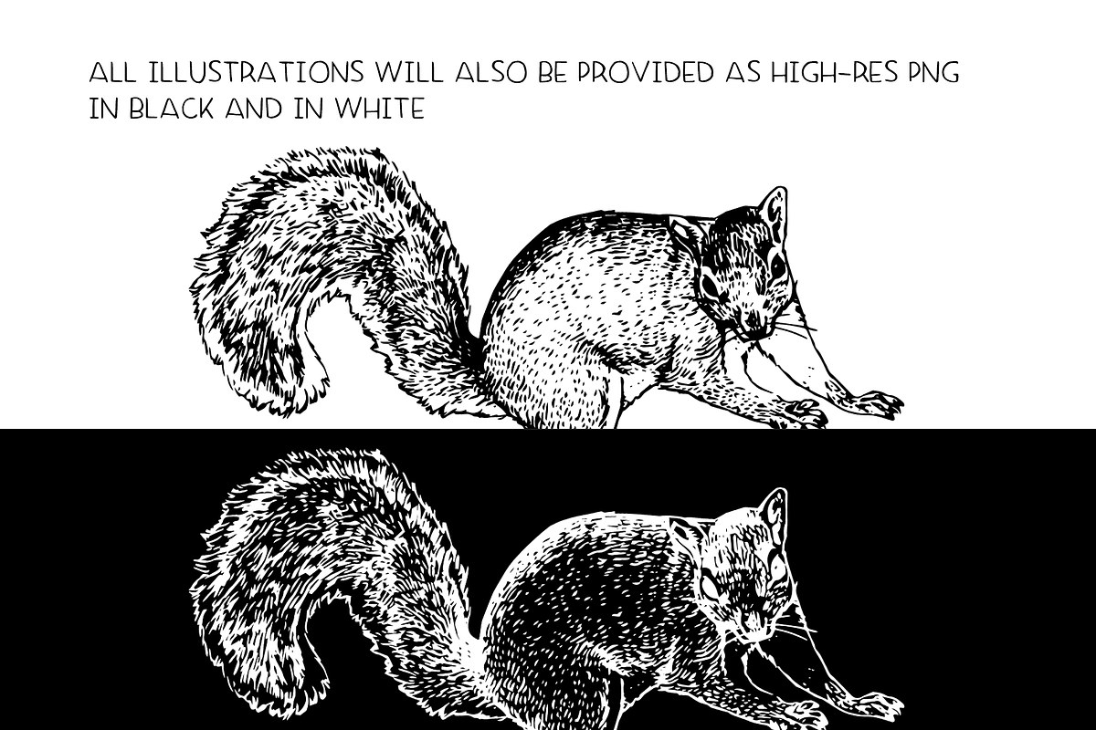 Squirrels & chipmunks illustrations, an Animal Illustration by Renée from Studio neetje (Photo 4 of 4)