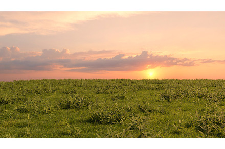 Green field with rising sun and