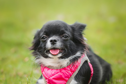 Funny little chihuahua dog plays on, an Animal Photo by AlexBush
