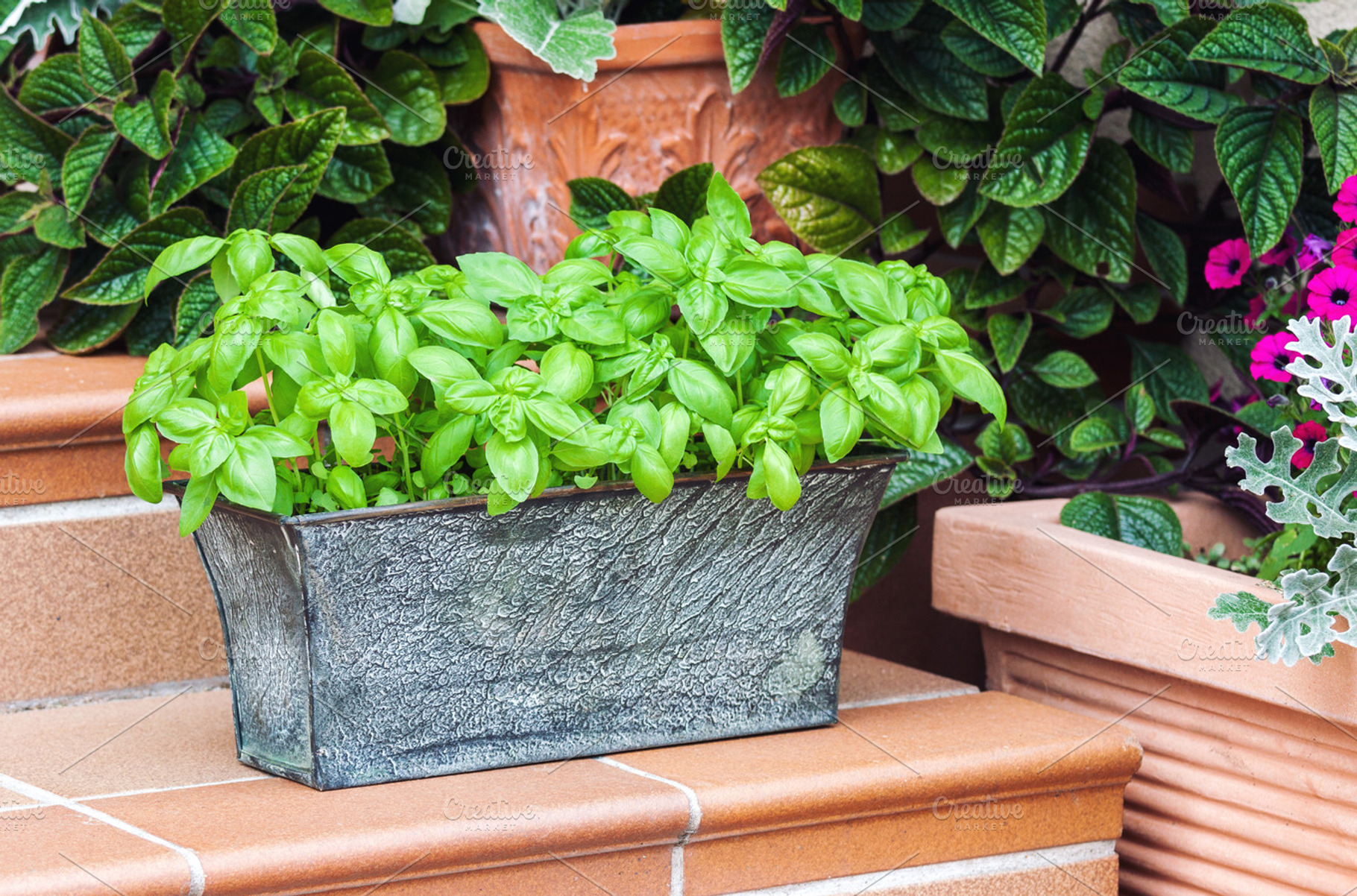 Potted fresh basil outdoors, a Nature Photo by BOOCYS
