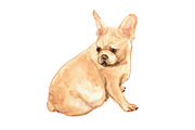 French Bulldogs, an Animal Illustration by Carol Cooper Studios (Thumbnail 5 of 8)