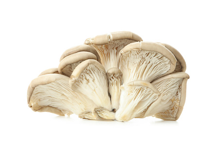 Tasty oyster mushrooms on white background, close up, a Food & Drink Photo by AtlasStudio PRO
