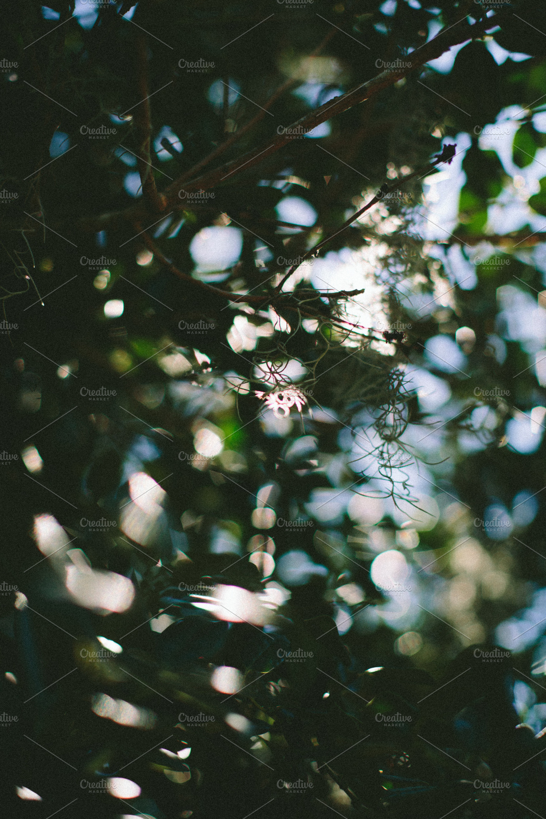 Spanish Moss, a Photo by Paige Winn Photo