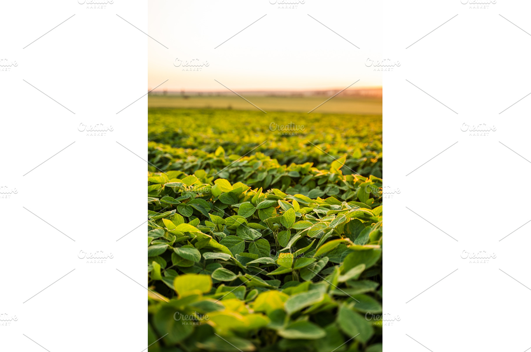 Soybean field at sunset, agriculture, a Nature Photo by volodymyrshtun13795