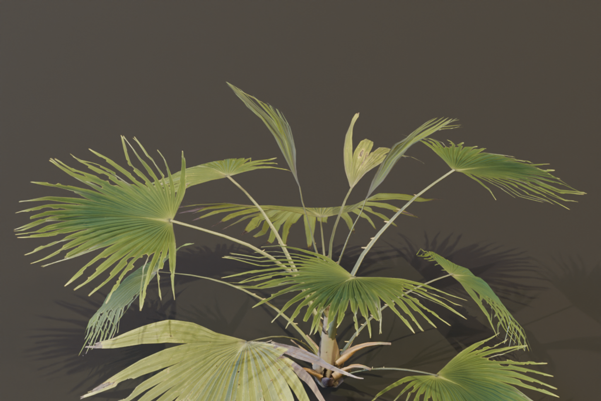 A Fan Palm Bush, a Plants & Tree 3D Model by FuturePastCreatives (Photo 6 of 7)