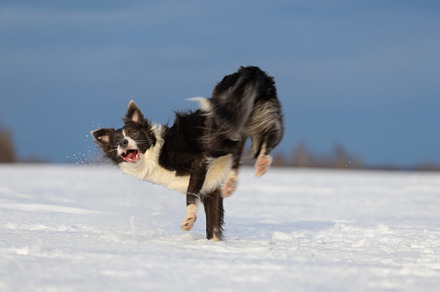 Dog border collie on a walk in winte containing outdoor, animal, and dog, an Animal Photo by oleghz