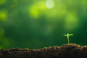 Green sprout growing in soil, a Background Photo by AlyaAnd