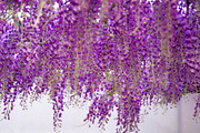 Purple Wisteria Flower Photo Bundle, a Nature Photo by Silent Nature (Thumbnail 3 of 6)
