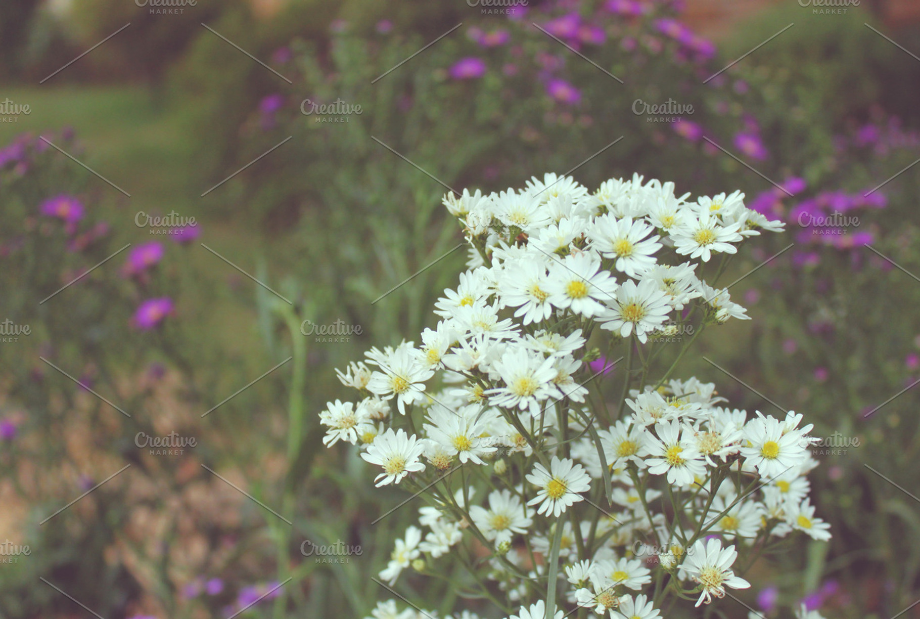 White Cutter Flower In A Garden