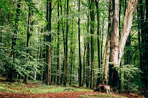 European beech woodland containing fagus, fagus sylvatica, and