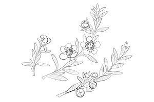 New Zealand Plants Vector Set