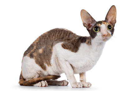 Cornish Rex cat on white background, an Animal Photo by Cat'chy Images by Nynke