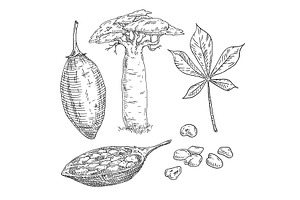 Whole and half baobab fruit with, an Object Illustration by MoreVector