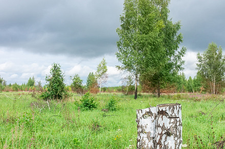 Birch grove in Russia. Autumn, a Nature Photo by AlexBush
