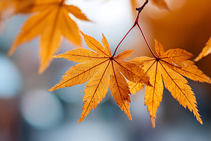 Close up of vibrant orange autumn, a Nature Photo by MistyDay