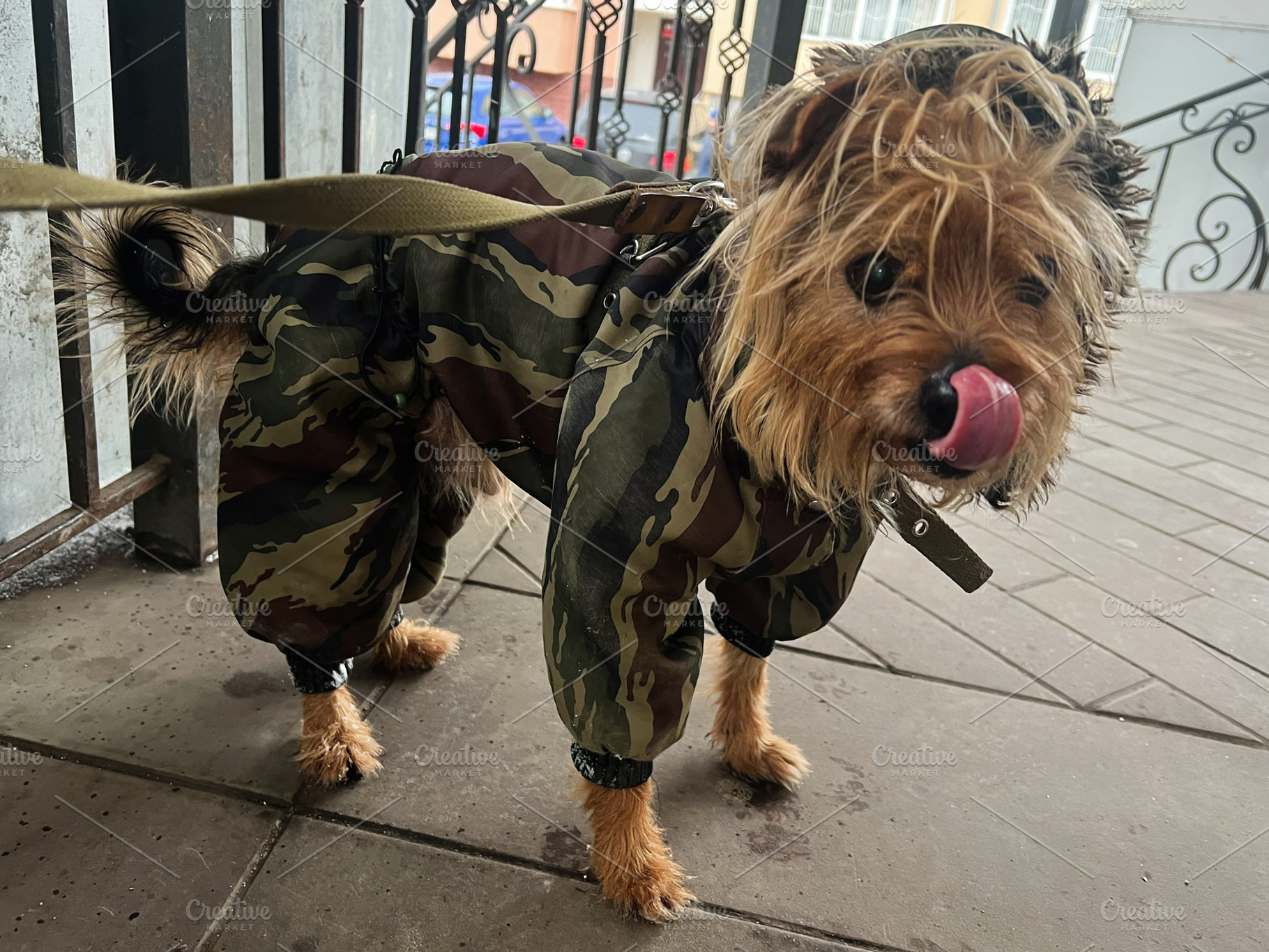 Cute terrier wearing camo outfit outdoors looking curious and playful, a Photo by AS photostudio