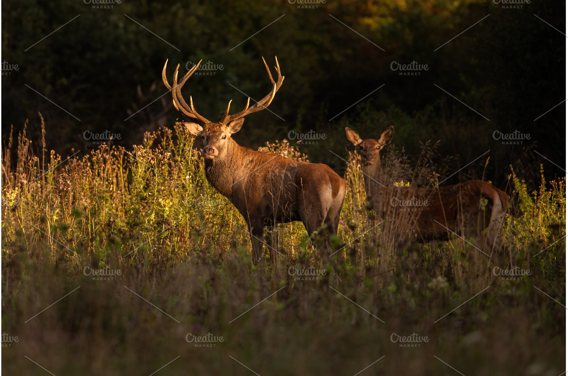 Red deer stag and hind standing on a, an Animal Photo by WildMedia