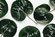 San Clemente | A Carefree Script, a Script Font by Jen Wagner Co (Thumbnail 4 of 8)