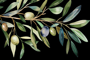 Watercolor Oliva Branch Clipart Png