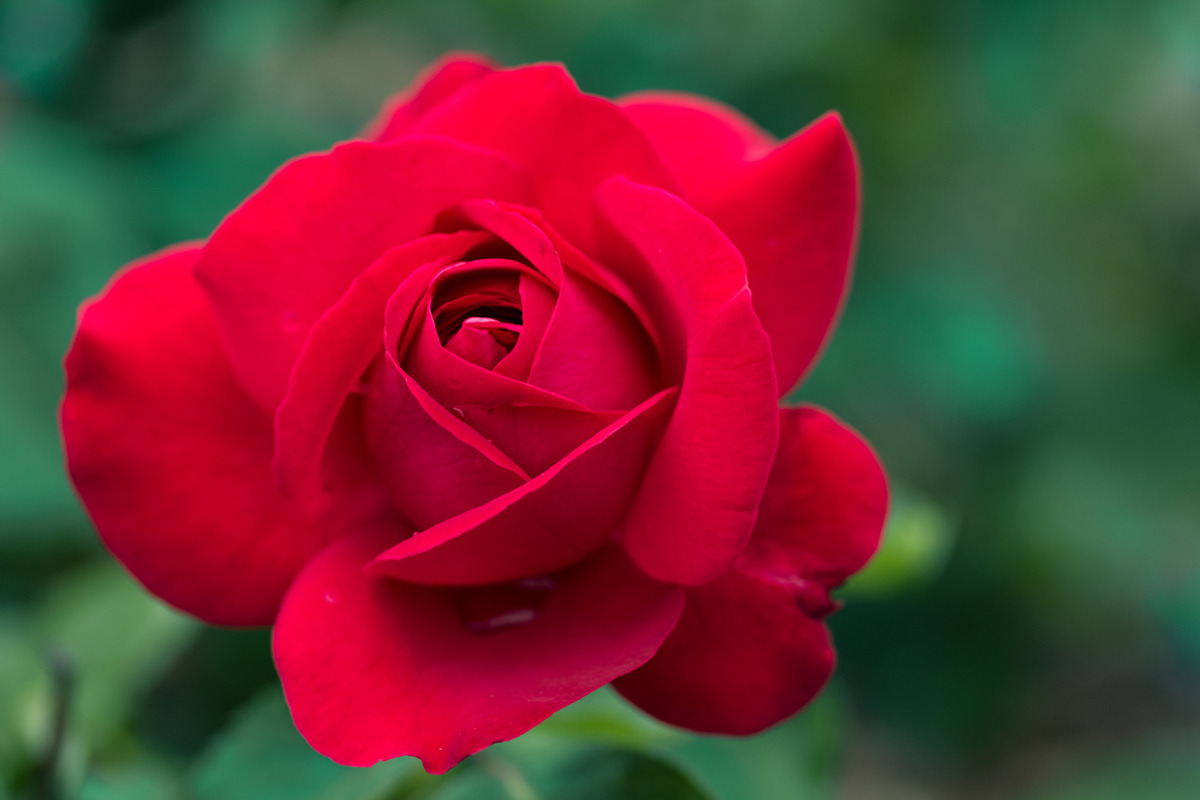 Rose Garden Photo Pack, a Templates & Theme by c l a r a X Y (Photo 4 of 6)