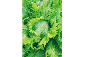 Iceberg lettuce growing in the, a Food & Drink Photo by yanadjana
